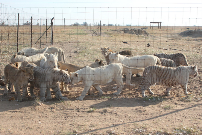 Lions and ligers at captive-bred lion farm in South Africa