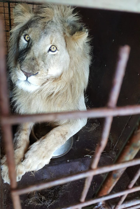 Lion waiting to be slaughtered for his bones 