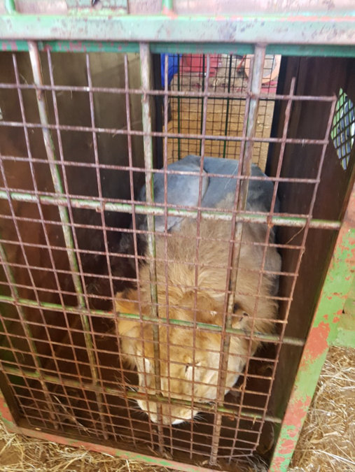 Lion in a small cage waiting to be killed