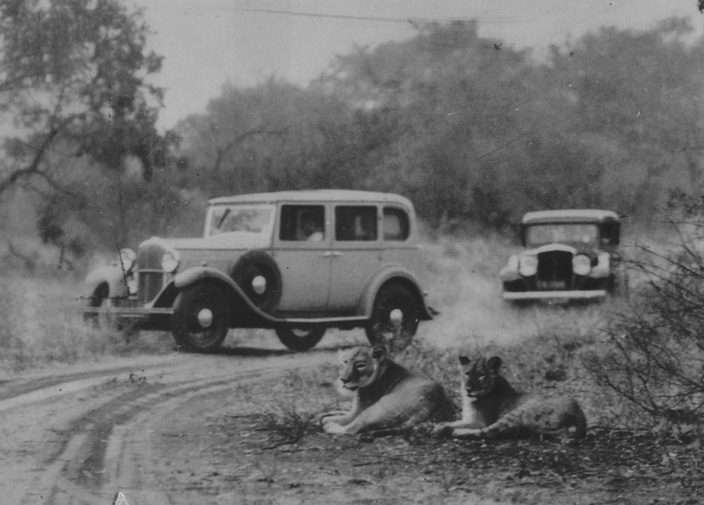 Cars and lions in Kruger National Park in 1940s