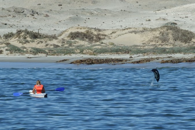 Heaviside's dolphin leap with kayak