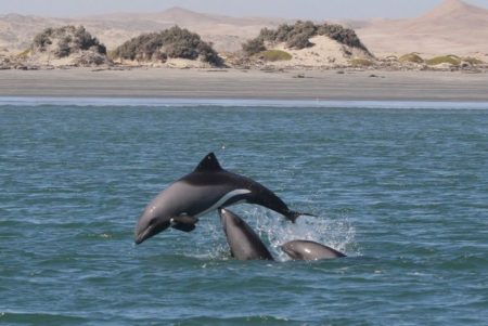 Costly communication: Heaviside's dolphins risk being heard by ...