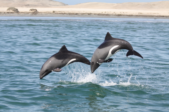 Two Heaviside's dolphins leaping 