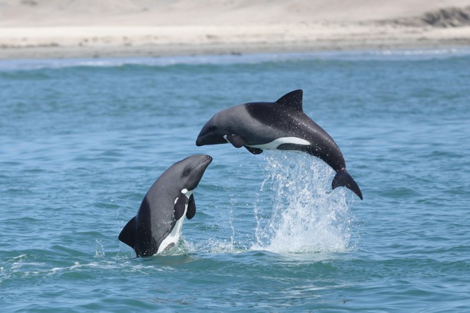 Two Heaviside's dolphins leaping 