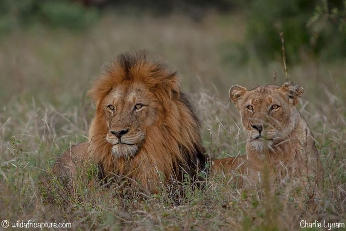 Lion with lioness