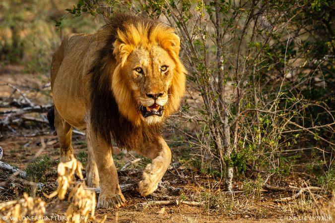 African male lion, Skye