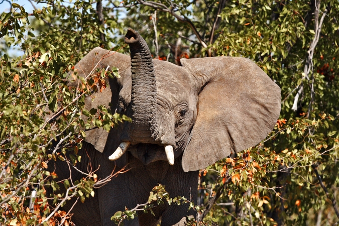 Elephant in Venetia Limpopo Nature Reserve, South Africa