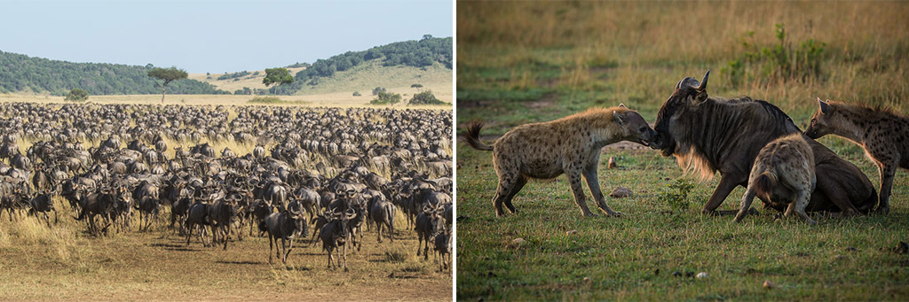 african safari animal migration