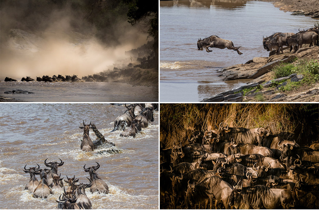 wildebeest migration safari kenya