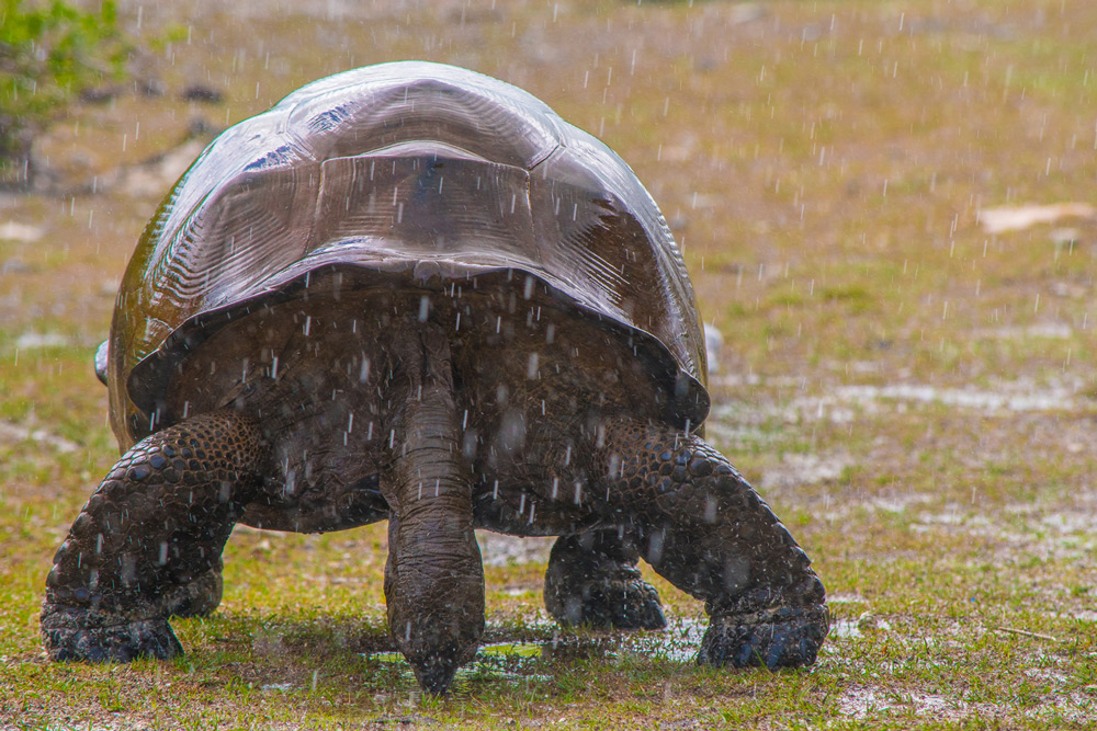 Aldabra