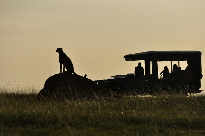 Cheetah sitting on rock with tourists in a vehicle watching
