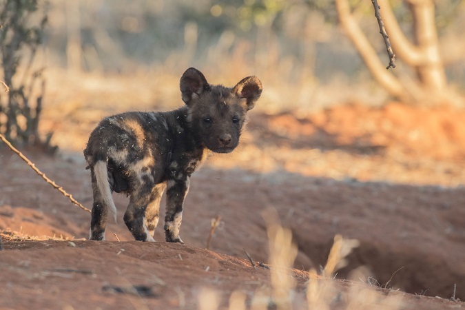 13 Wild dog pups born at Kalahari reserve - Africa Geographic