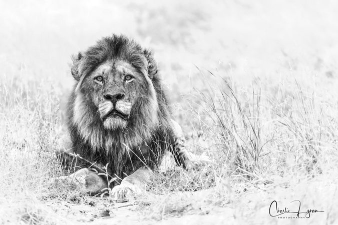 black and white African lion portrait