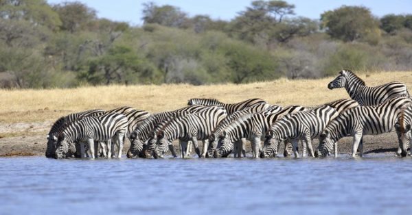 Botswana's Zebra Migration: Africa's Longest Mammal Migration - Africa ...