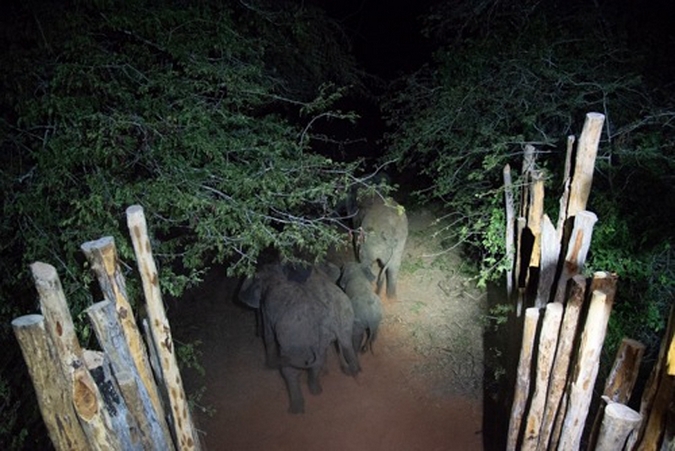 Elephants in Zinave National Park