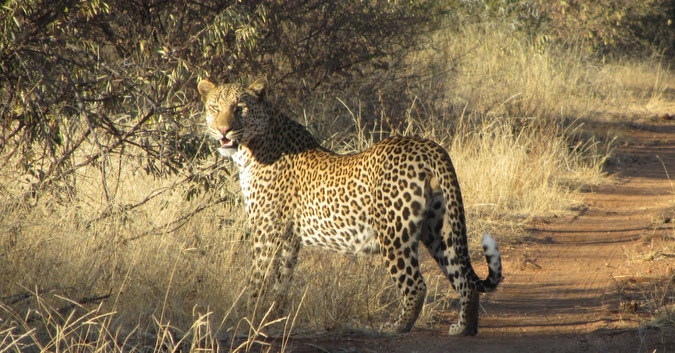 leopard © Simon Espley