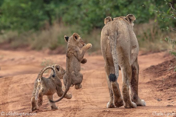 Lioness with two cubs