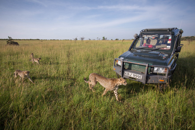 Cheetah and cubs walking past safari vehicle in Kenya