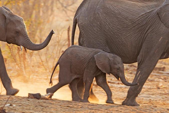Young elephant in herd in Africa, study about elephants and migration