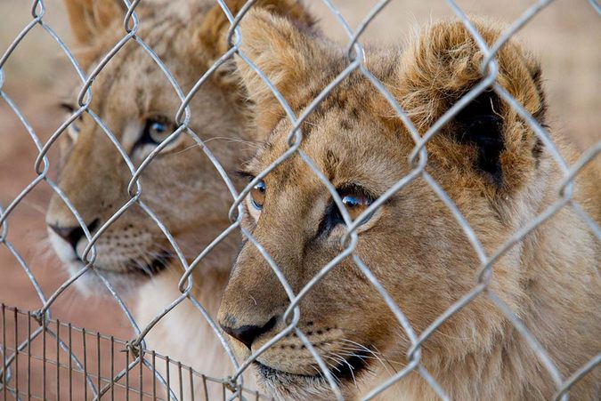 Captive-bred lion cubs, South Africa, lion bone trade