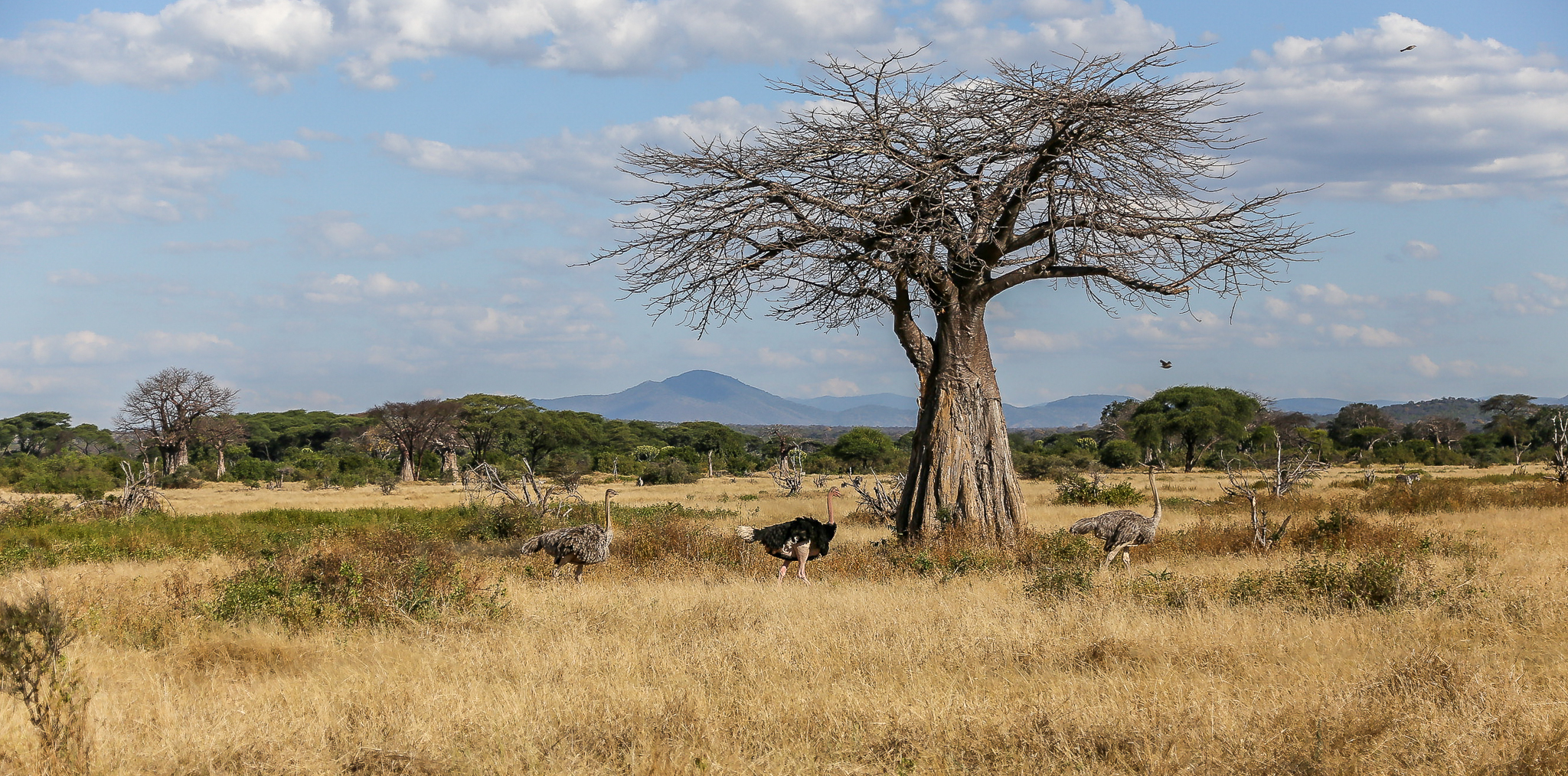 Ostriches make their way past a baobab in Ruaha © Mark Paul
