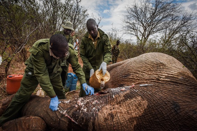 Vets clean the sedated elephant bull's wound