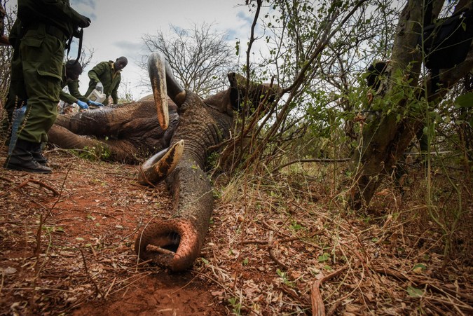 A stick props open the elephant's trunk to aid breathing