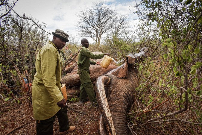 The elephant is doused with water to keep him cool during treatment