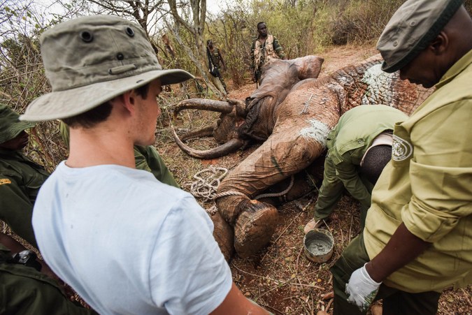 The elephant's wound is packed with green clay to aid healing and prevent infection 