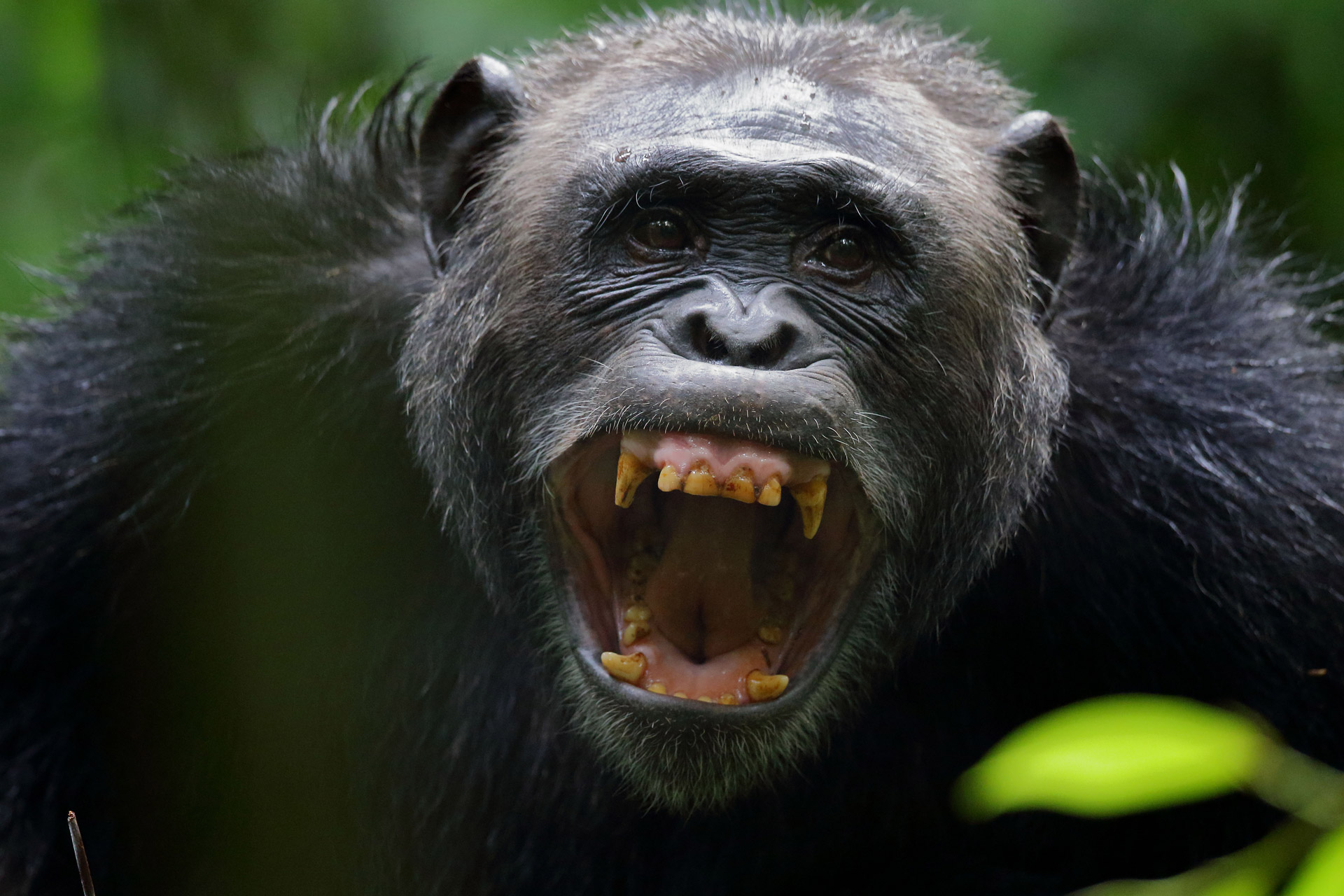 chimpanzee teeth skeloton