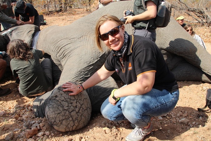 South African conservationist and adventurer, Carla Geyser, with elephant being collared