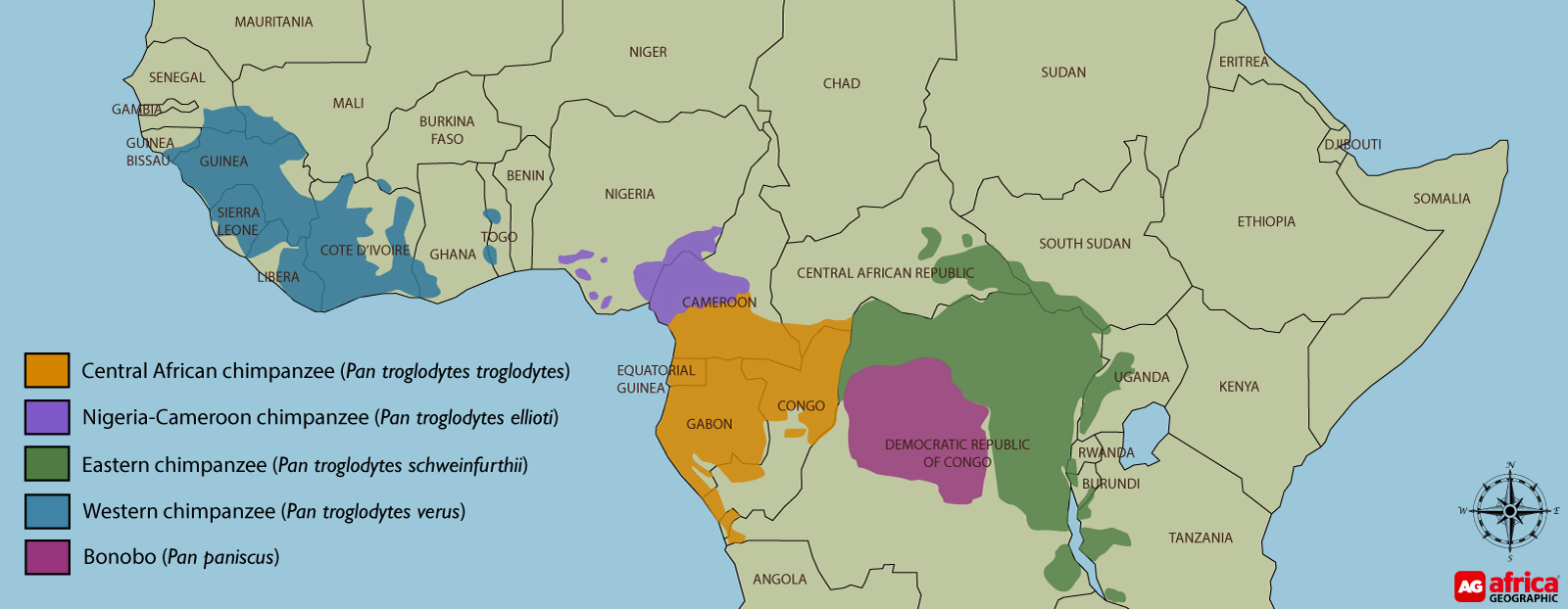 Chimpanzee and bonobo distribution map