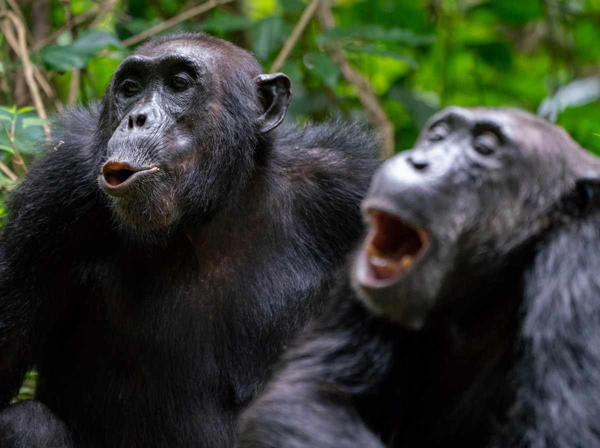 Mountain gorillas in Mahale Mountain National Park