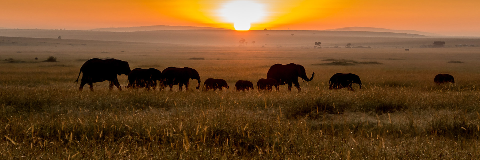 Elephant at sunrise in the Maasai Mara