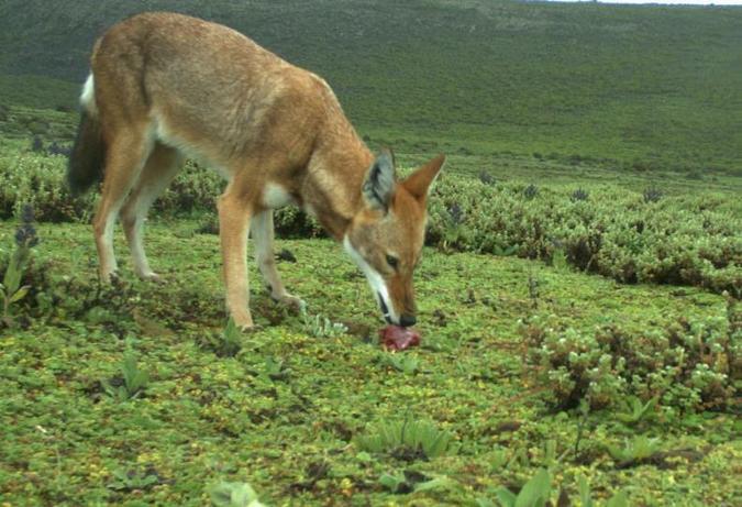 Ethiopian wolf eating bait laced with a vaccine