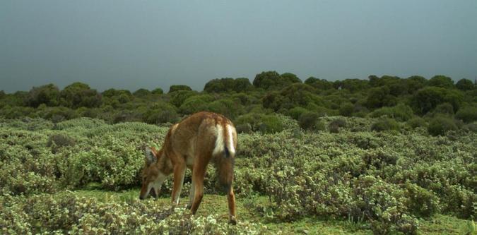 Ethiopian wolf