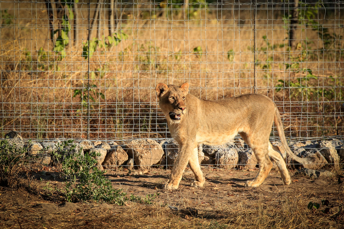 Female lion in boma in Liwonde 