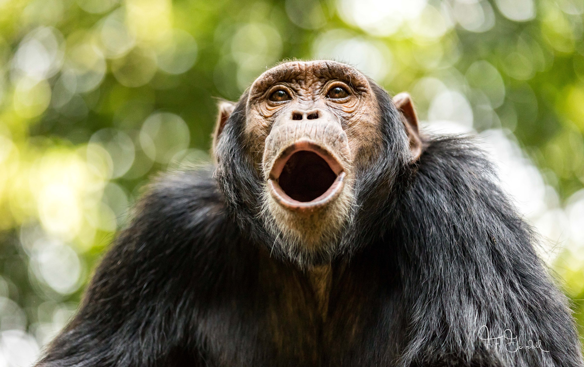 Chimpanzee in Kibale National Park, Uganda