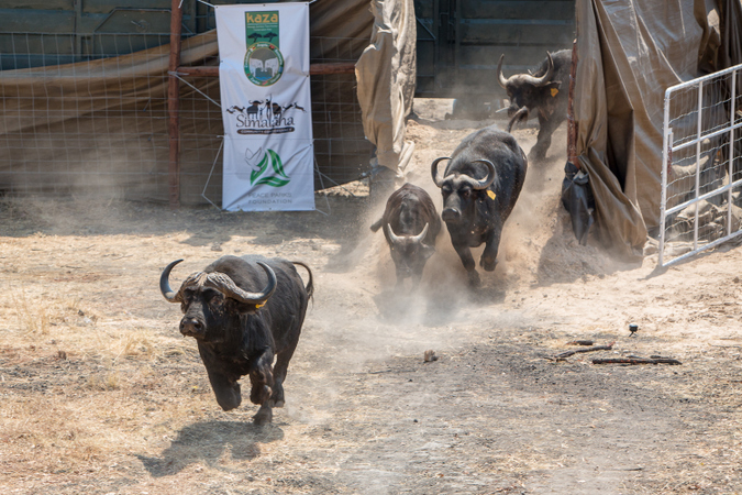 African buffalo being released into conservancy in Zambia