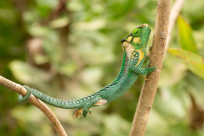 A Knysna dwarf chameleon (Bradypodion damaranum) using its prehensile tail 