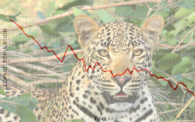 Leopard population decline example graph