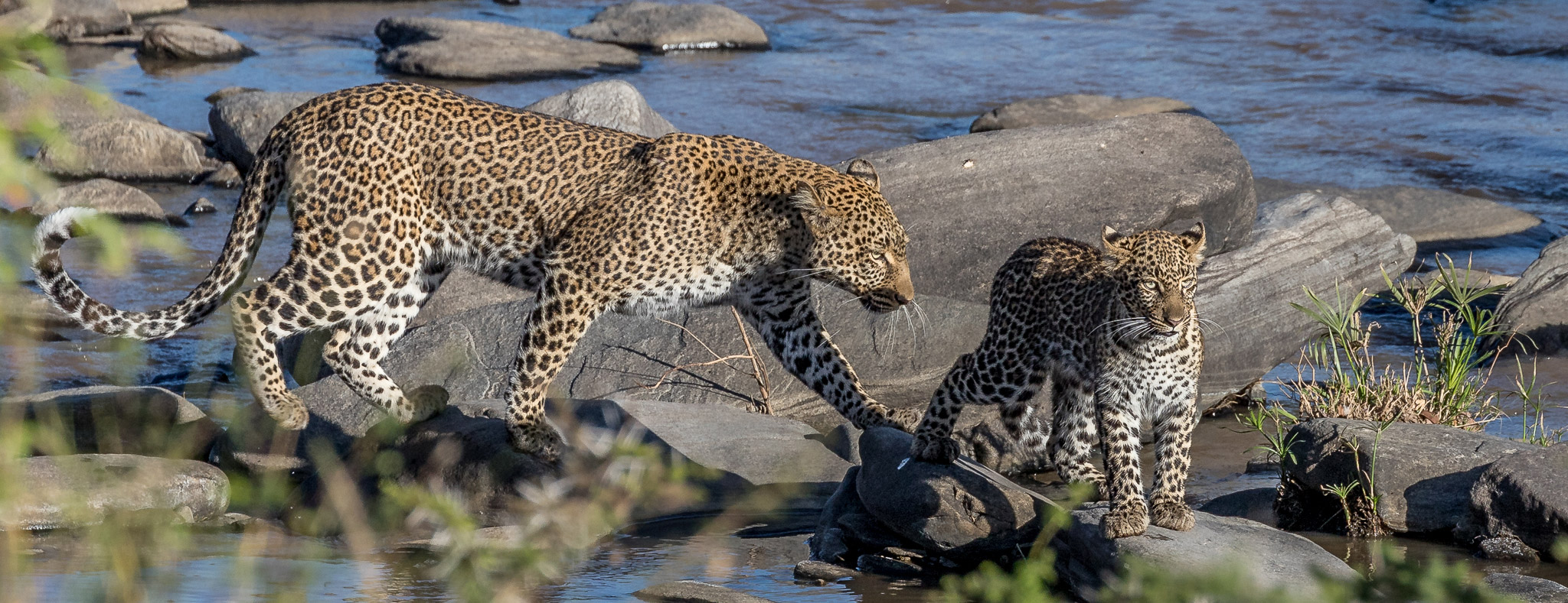 Leopard mother and cub by a river in the Maasai Mara