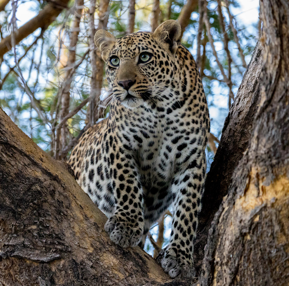 Leopard in a tree in Ruaha in Tanzania