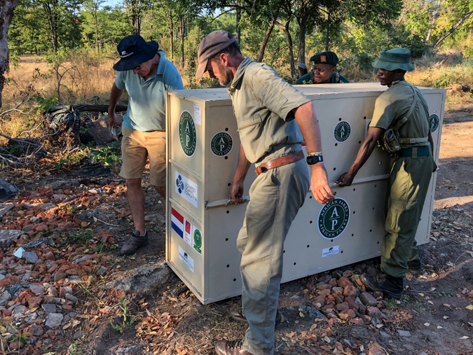 Lion in crate moved to boma in Liwonde