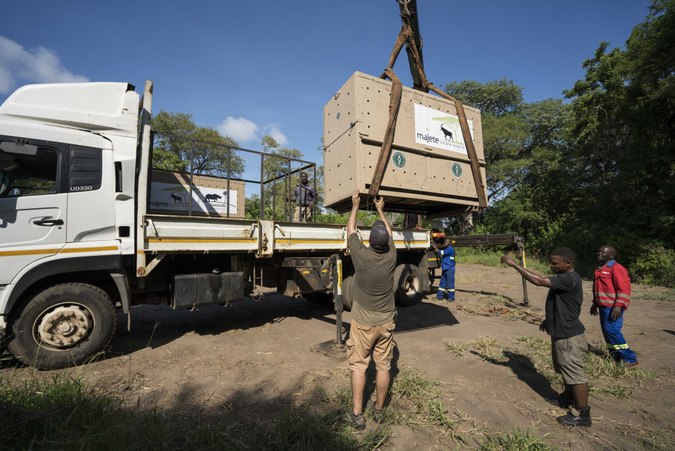 Lion loaded on to truck for relocation