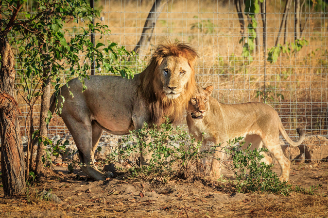 Lions in the boma in Liwonde 