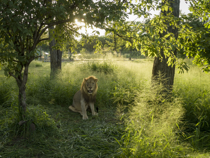 Male lion in boma in Liwonde