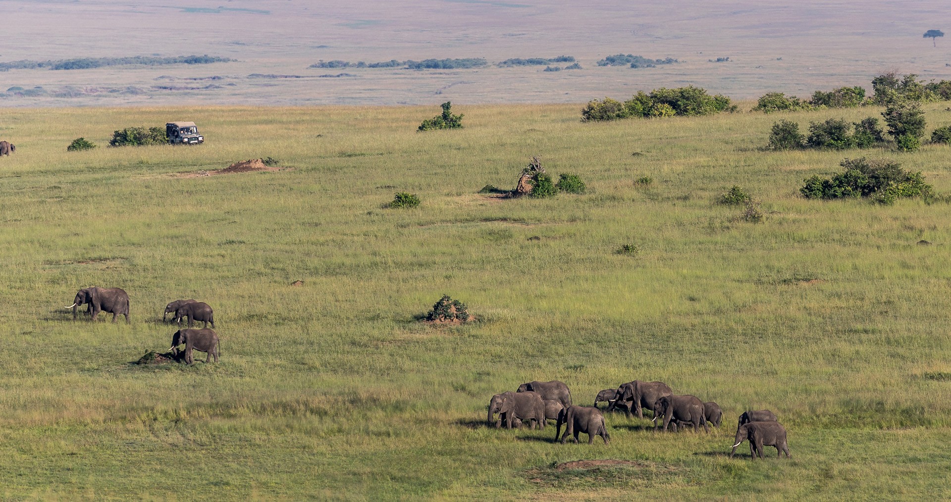 An elephant herd making their way over the plains of the Maasai Mara