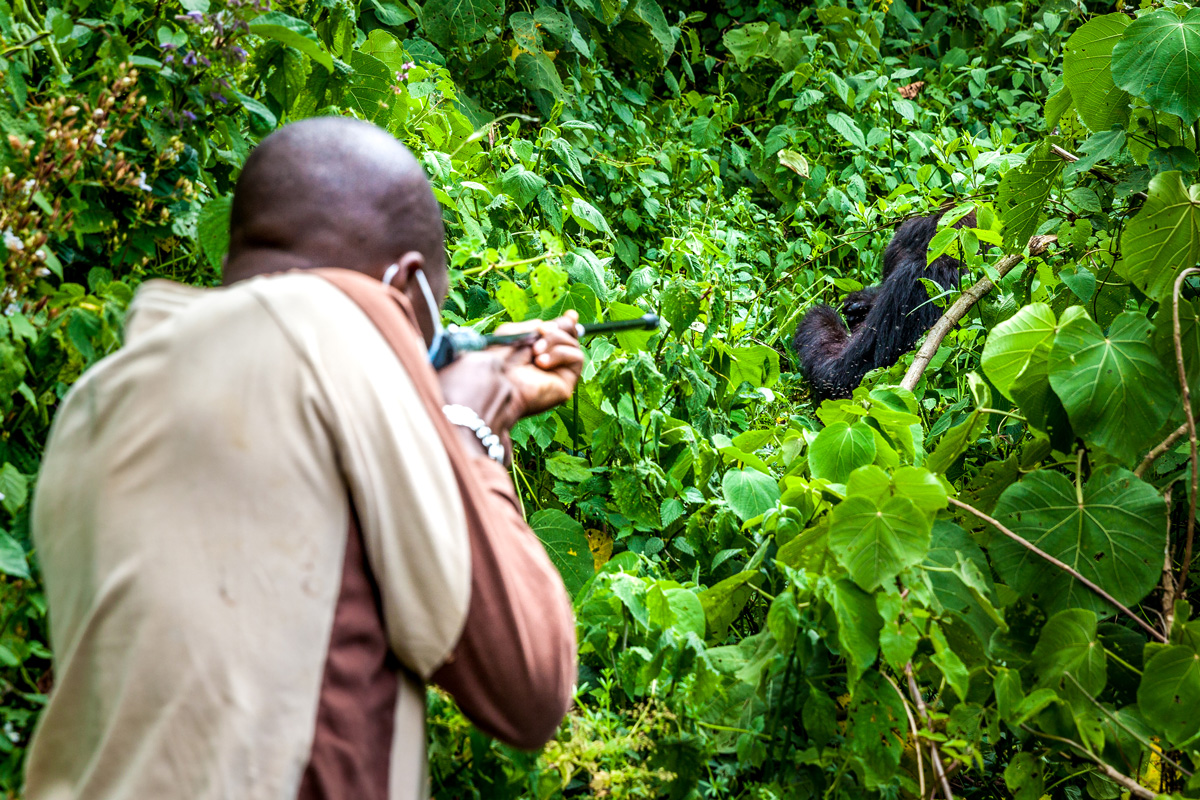 Tranquilising mountain gorilla