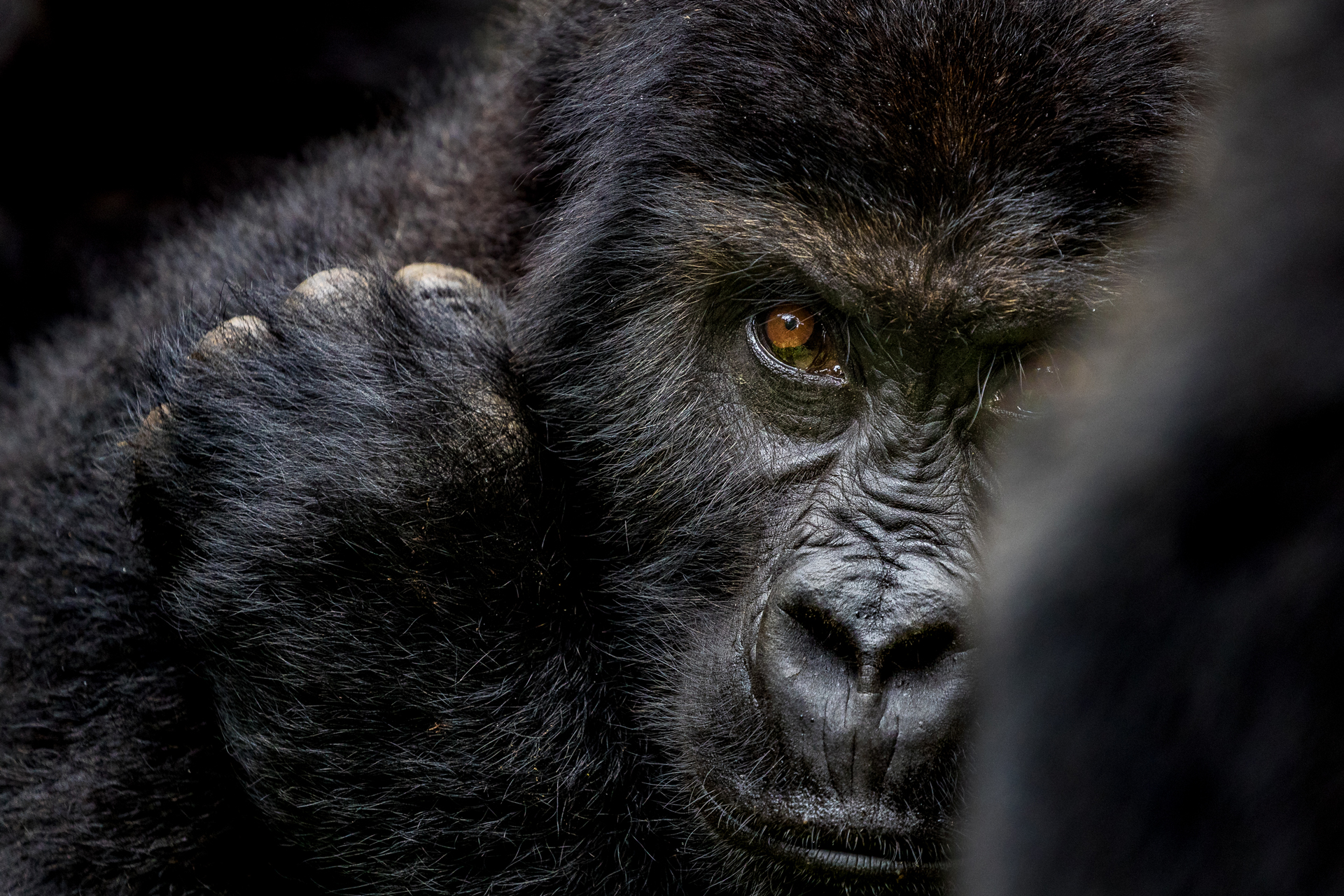 Close up of a Grauer's gorilla